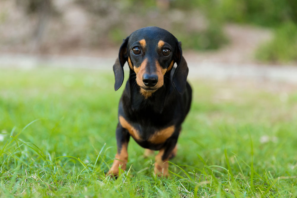 dachshund pet portrait