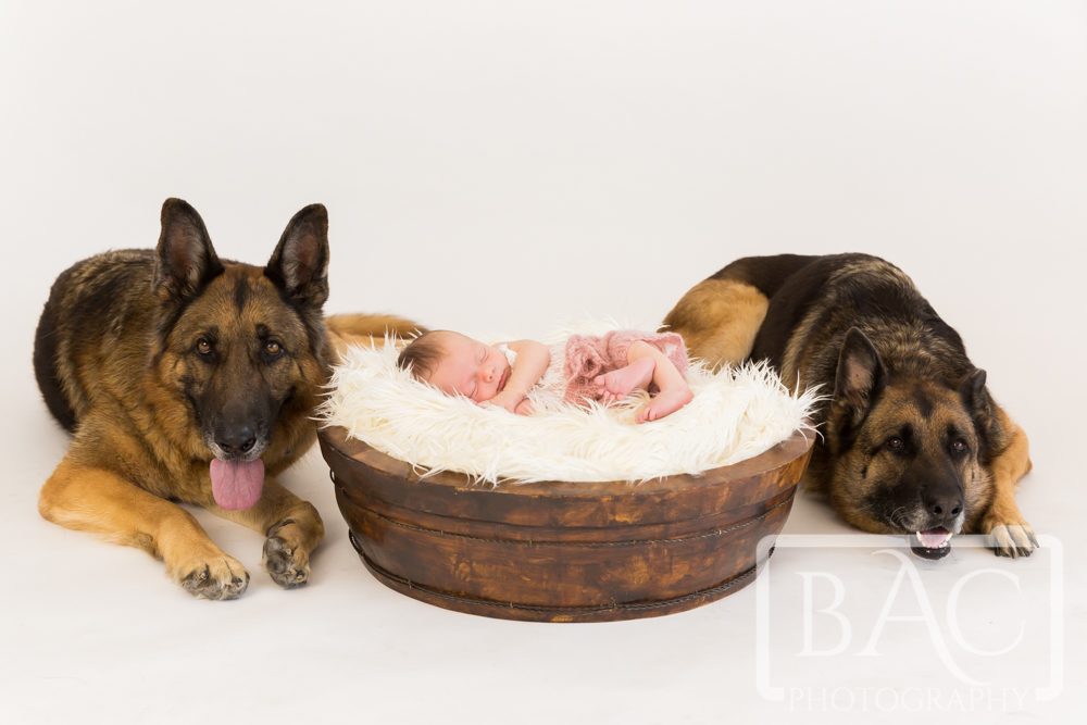 Newborn portrait of baby with 2 German Shepherds