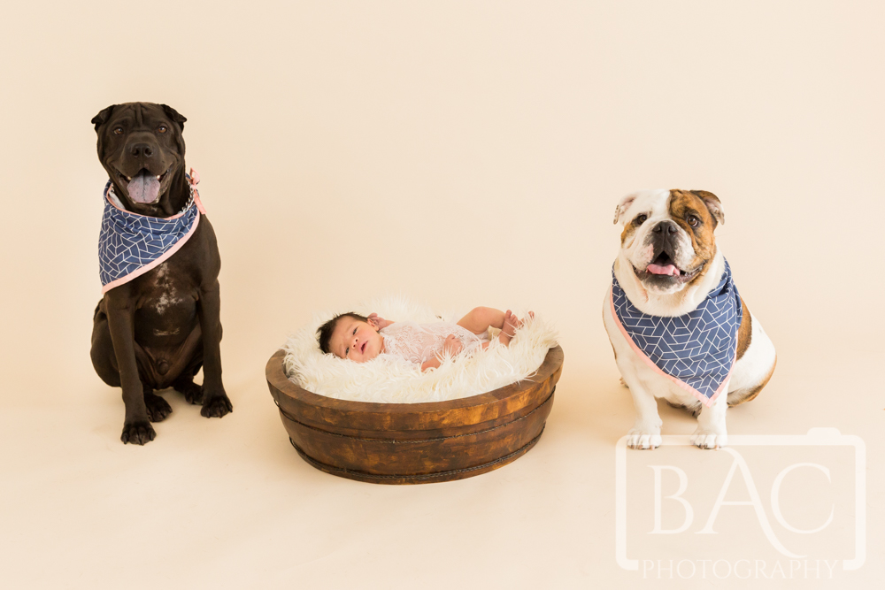 Newborn Portrait with pets