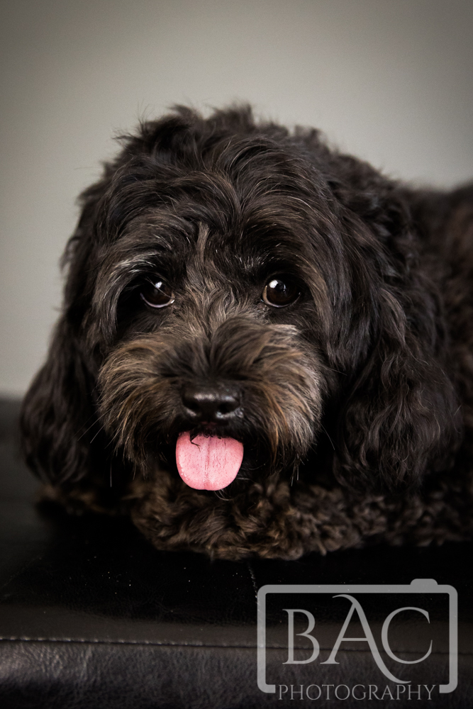 black dog pet portrait in studio