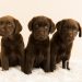 three chocolate labrador puppies portrait