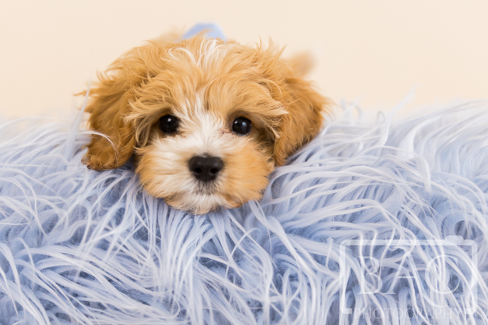 cavoodle puppy on blue shaggy rug studio portrait