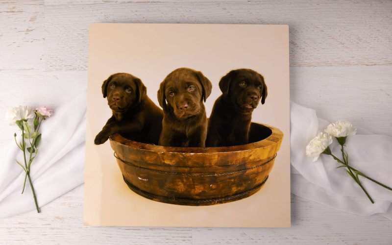three puppies in a basket metal gloss wall art print