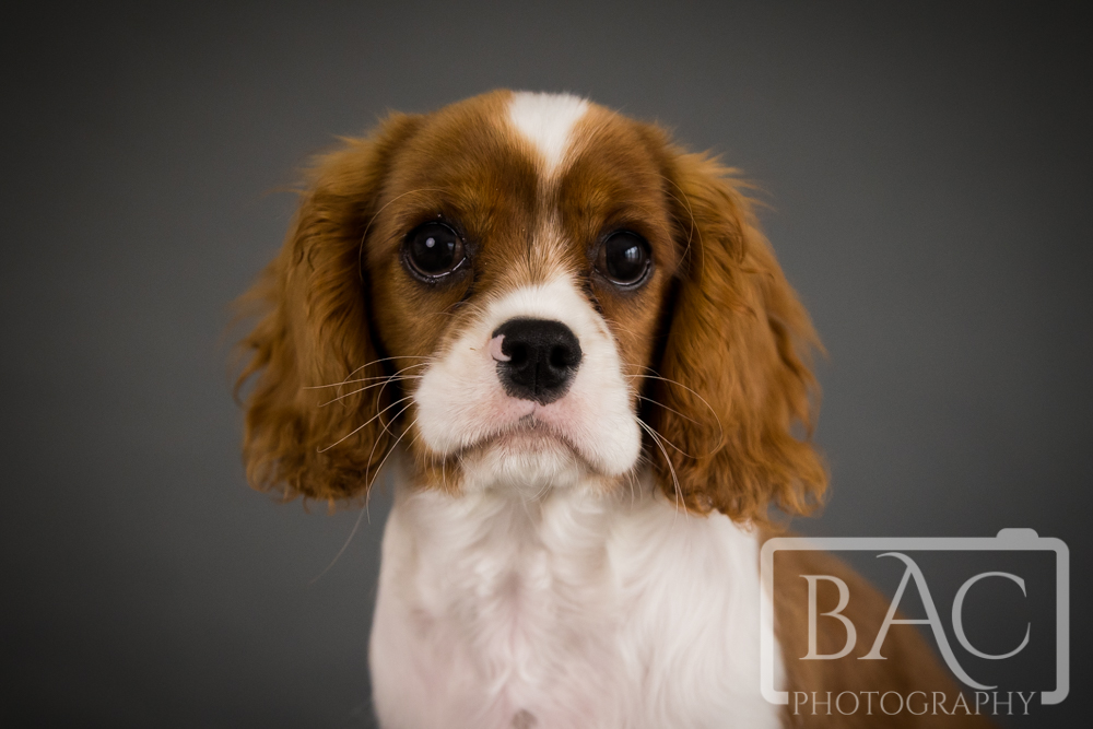 beautiful king charles spaniel puppy studio portrait
