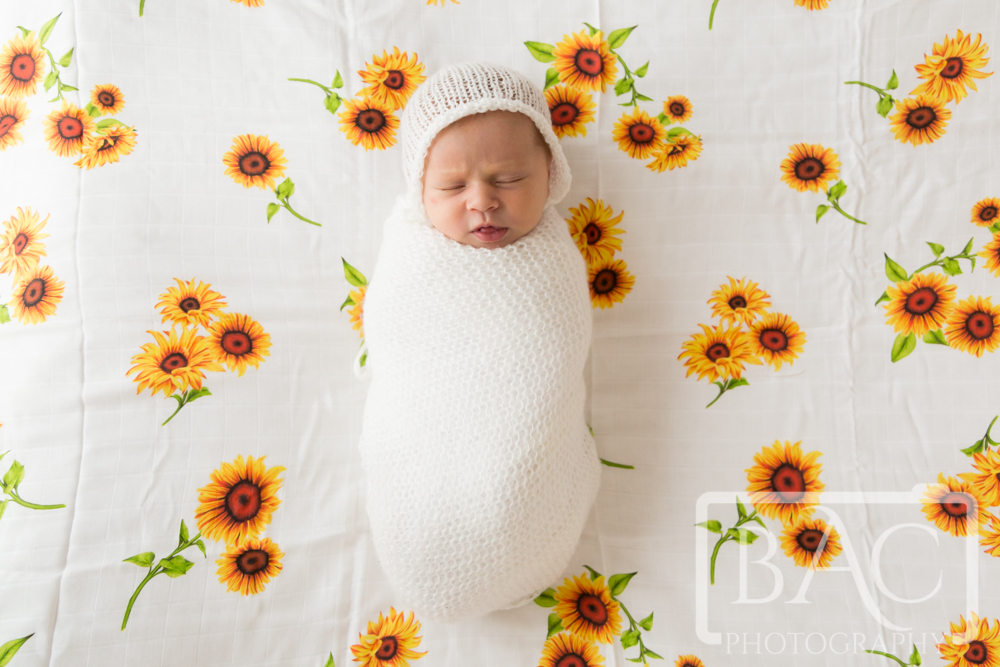 newborn studio portrait sunflower rug