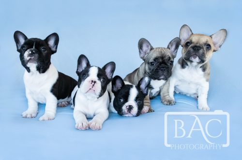 All puppies french bulldog