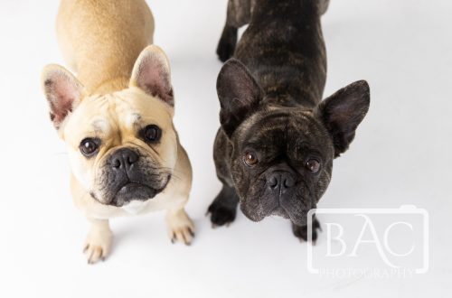 Pair of French Bulldogs