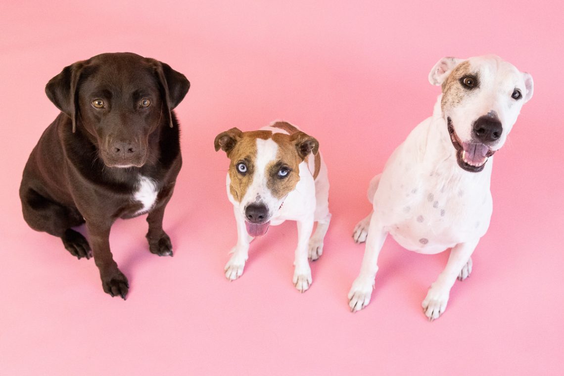 3 puppy portrait pink