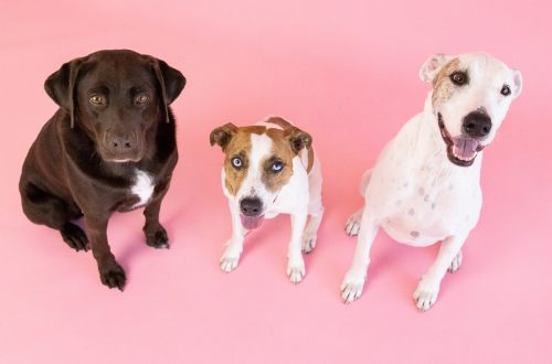 3 puppy portrait pink